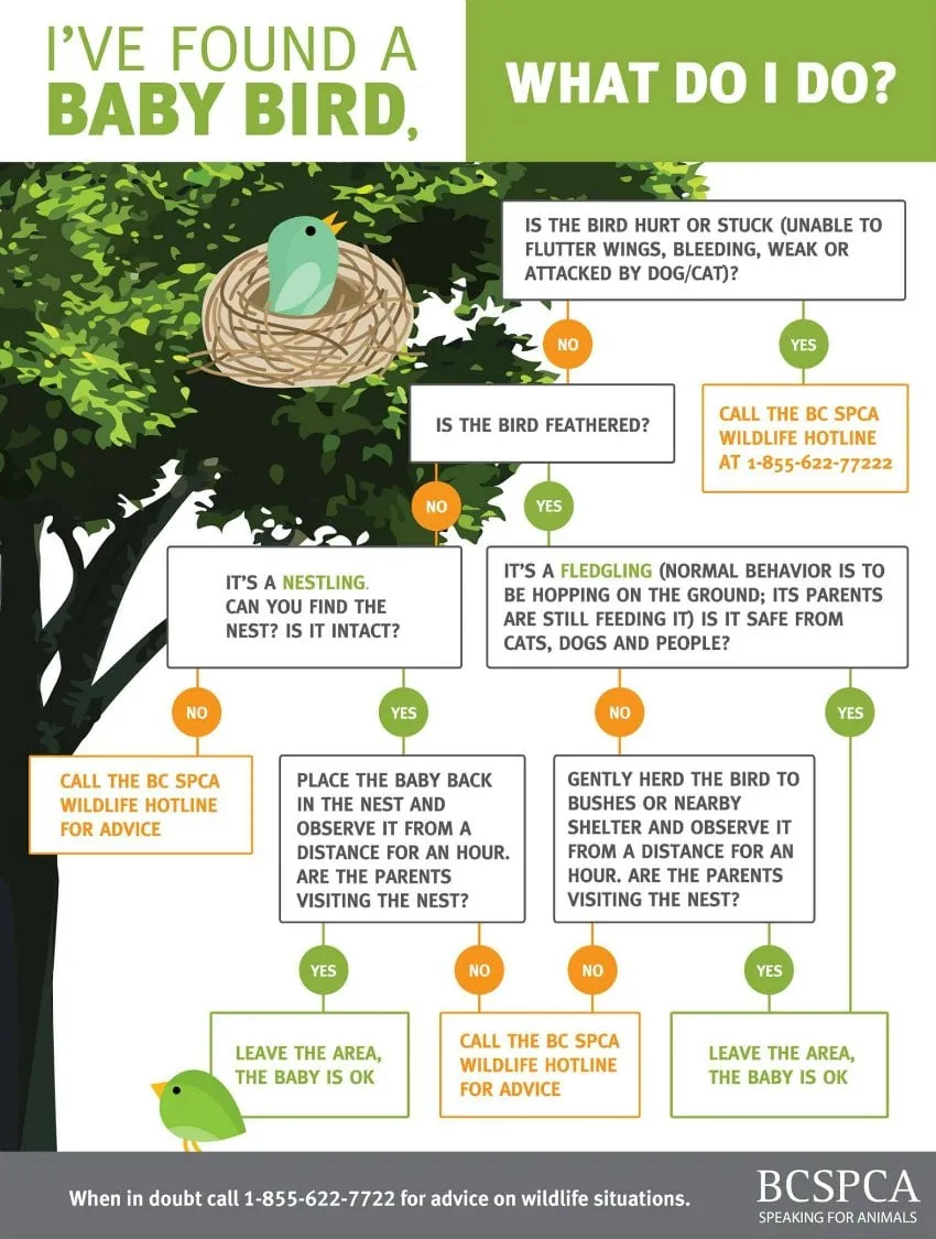 BC SPCA flow chart: I've found a baby bird, what do I do? Is the bird hurt or stuck (unable to flutter its wings, bleeding, weak, or attacked by a dog or cat)? If yes, call the BC SPCA Wildlife Hotline at 1-855-622-7722. If no: is it feathered? If not, it's a nestling. If you can't find the nest or it isn't intact, call the hotline for advice. If you can, place the baby back in the nest and watch from a distance for an hour; if the parents visit, leave the area, the baby is OK; if not, call the hotline. If it is feathered, it's a fledgling, and it is normal for it to hop on the ground while its parents feed it. If it is safe from cats, dogs and people, leave the area. If not, gently herd it to bushes or nearby shelter and watch from a distance for an hour; if the parents visit, leave the area; if not, call the hotline. When in doubt, call 1-855-622-7722.