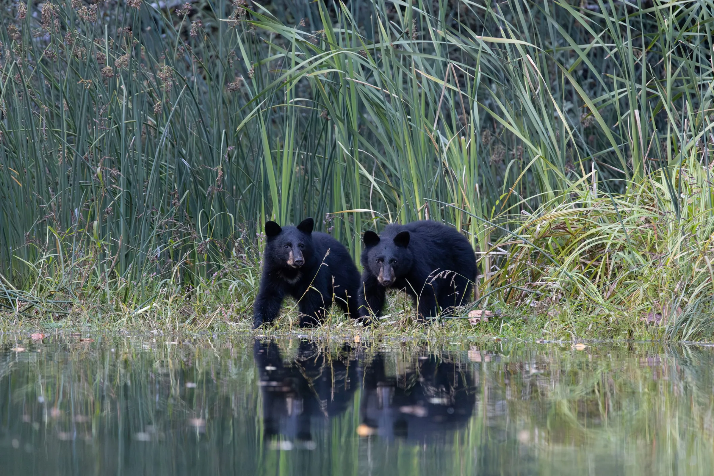 Two black bear cubs at the water's edge in front of tall reeds, reflected in the water.