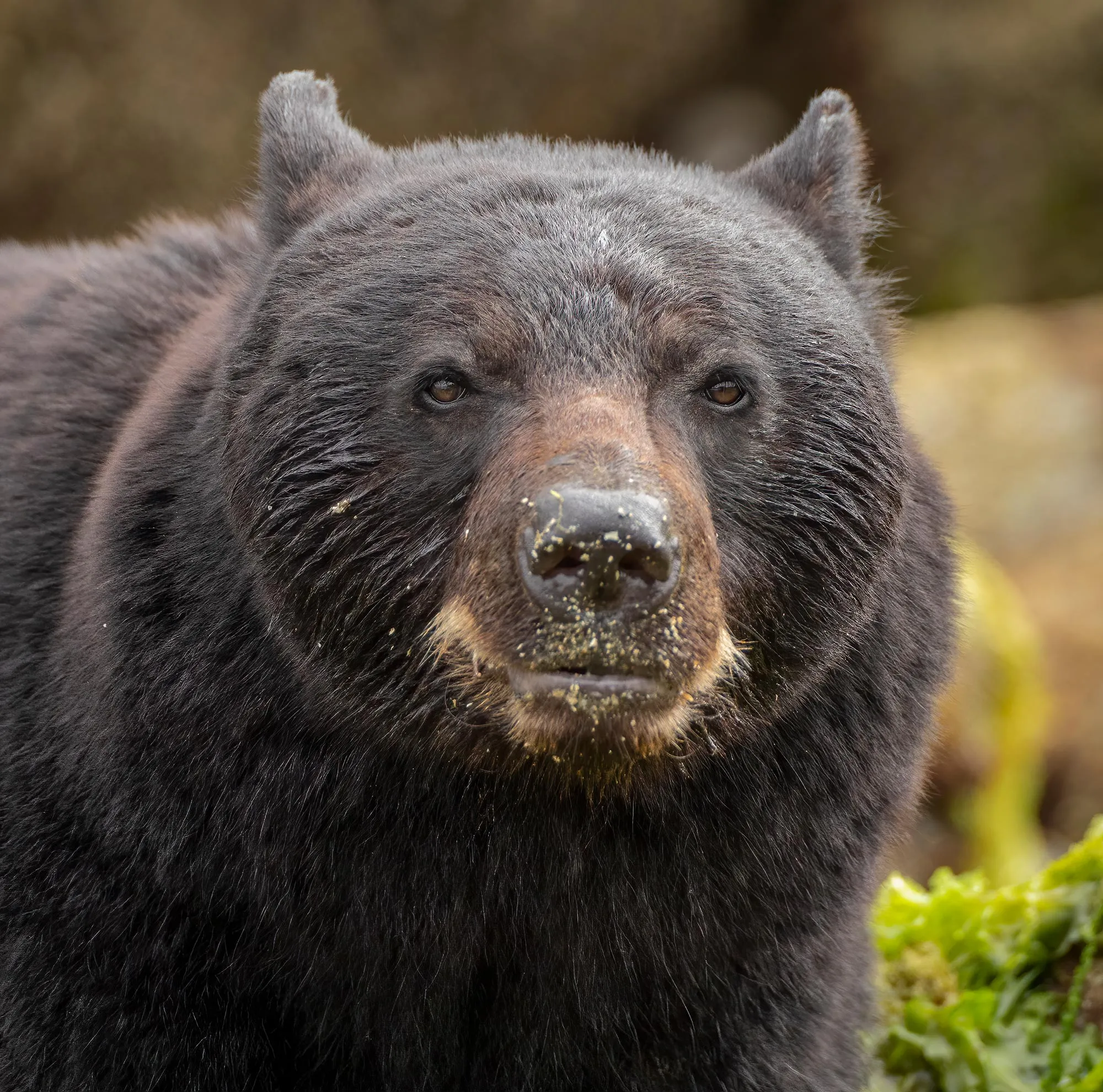 A black bear's face close up, its muzzle flecked with dirt.