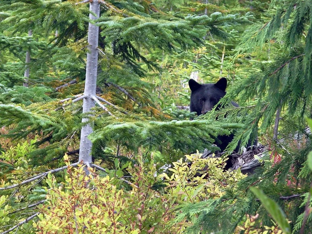 A black bear half hidden among young evergreens.