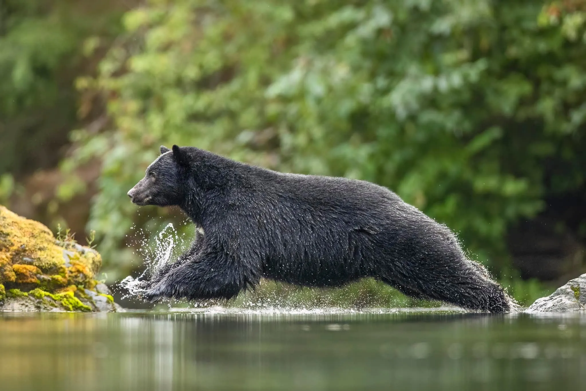 A black bear bounding through a shallow stream, water splashing around its legs.