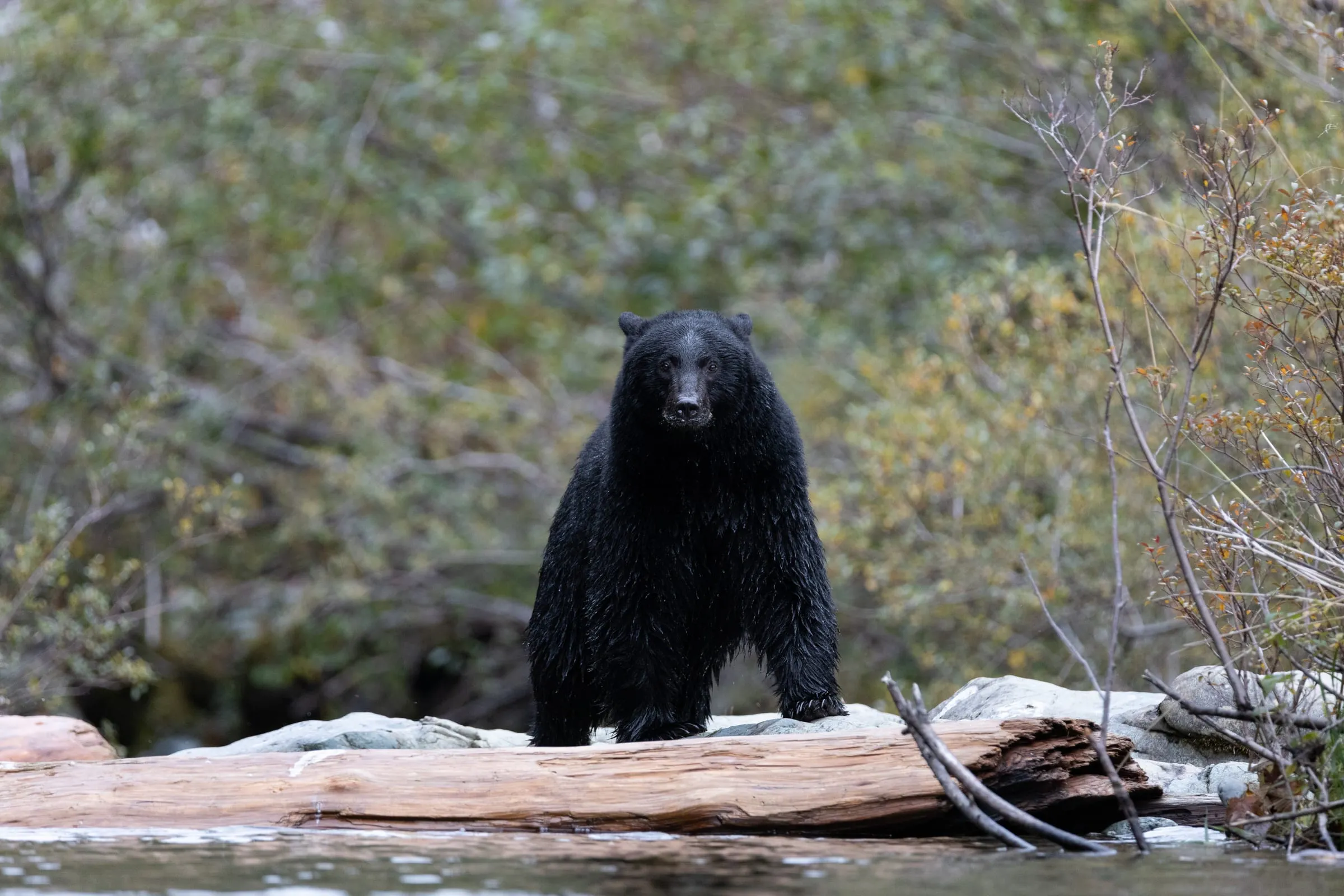 A black bear standing on a driftwood log at a riverbank, facing the camera.