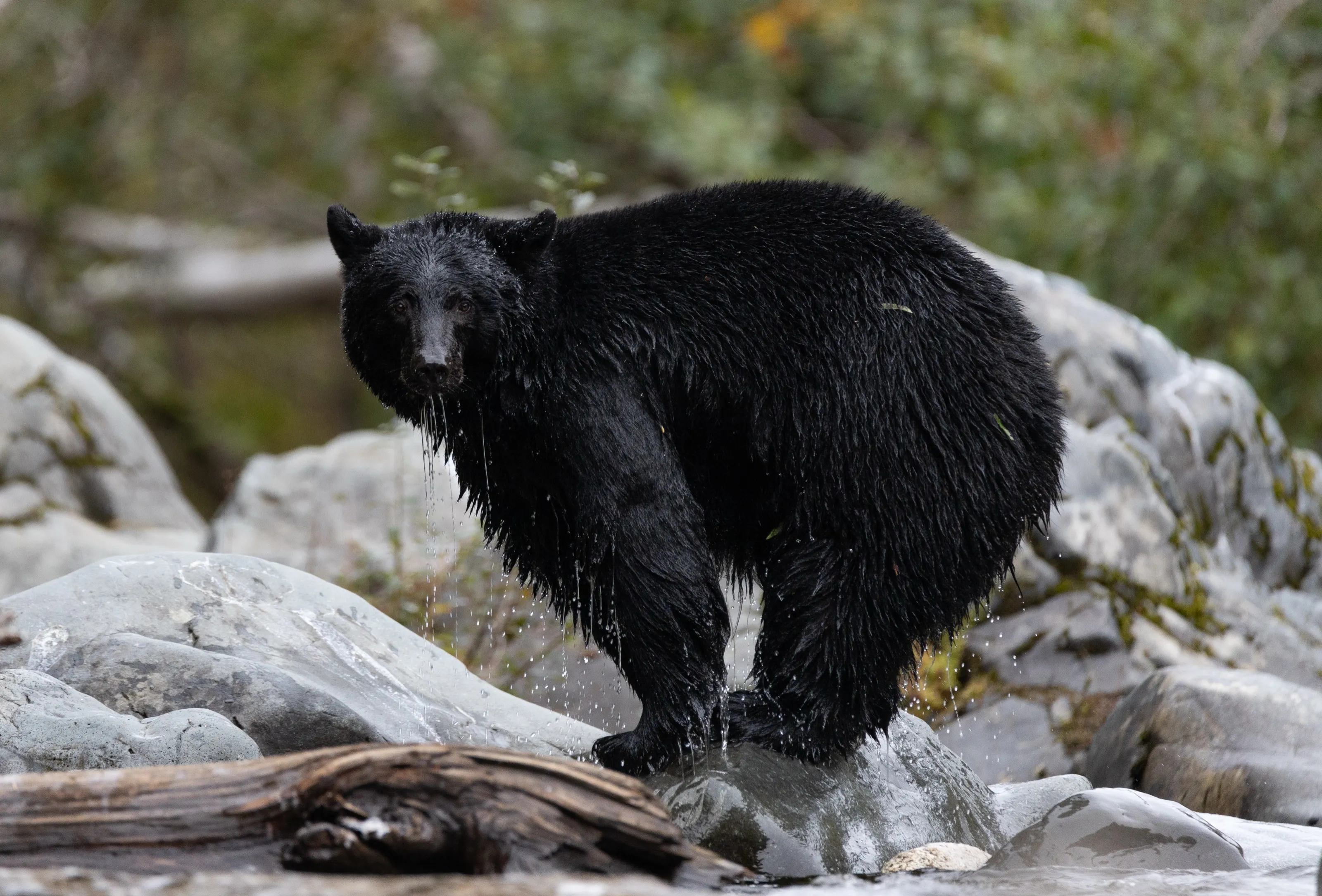 A black bear, soaked from the river, standing on a pale boulder.
