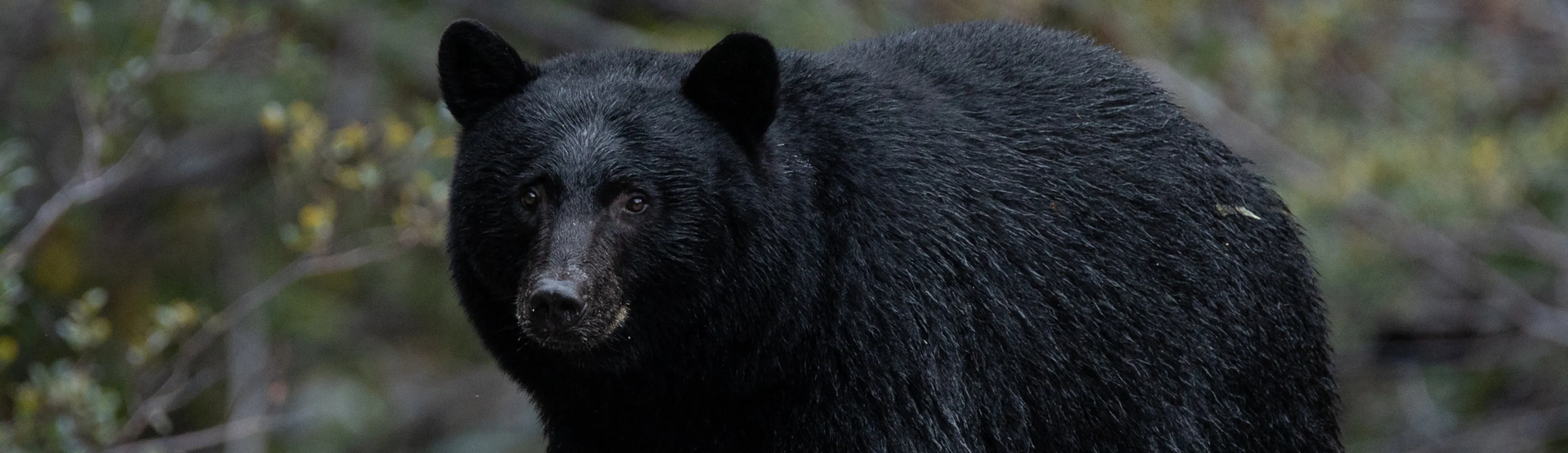 A black bear at dusk looking straight at the camera from the edge of a forest.