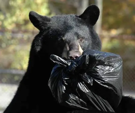 A black bear carrying a black garbage bag in its mouth.