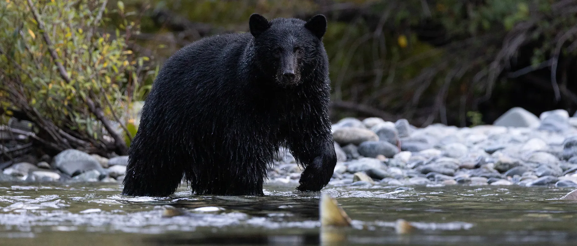 A wet black bear wading through a shallow river over round stones.