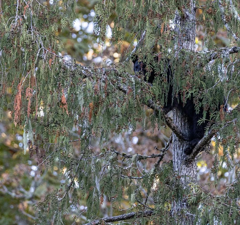 A black bear partly hidden high in a western red cedar, among drooping branches.
