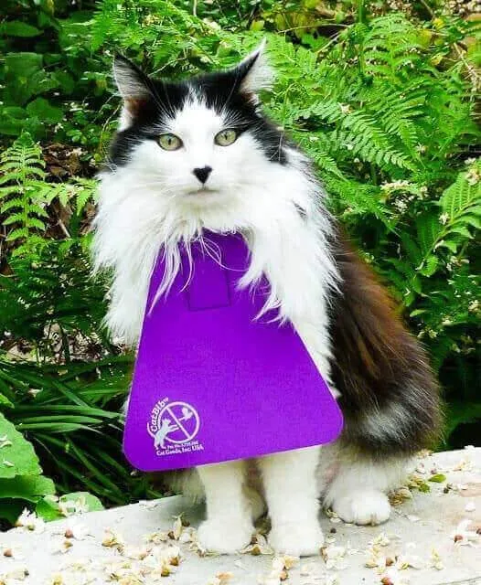 A long-haired black and white cat wearing a purple cat bib around its neck.