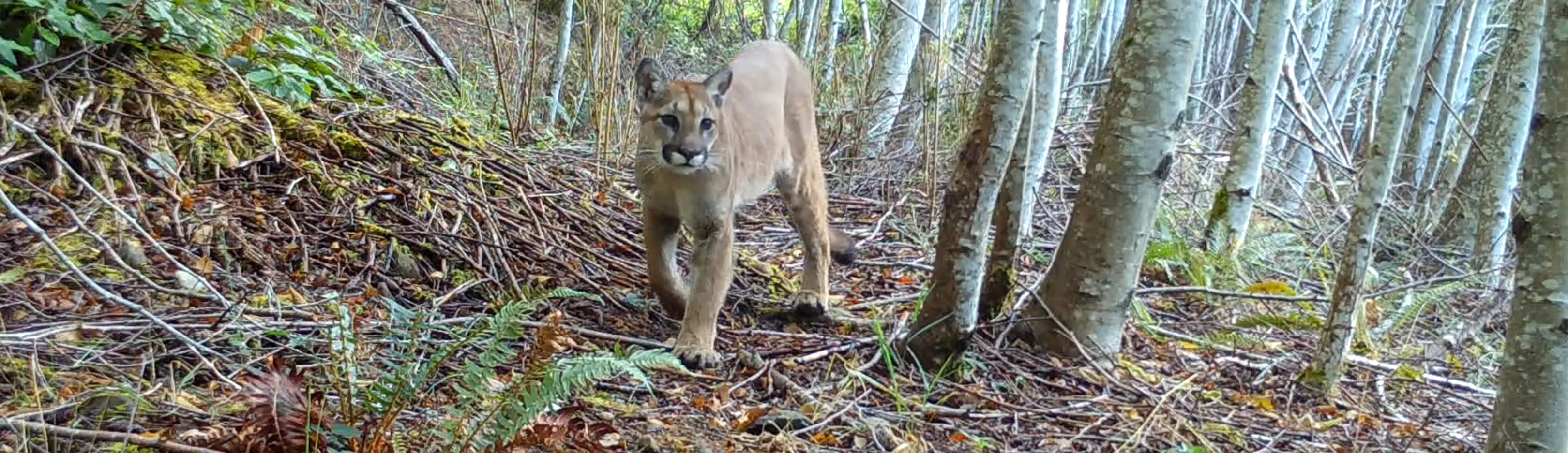 A young cougar walking toward the camera through an alder forest.