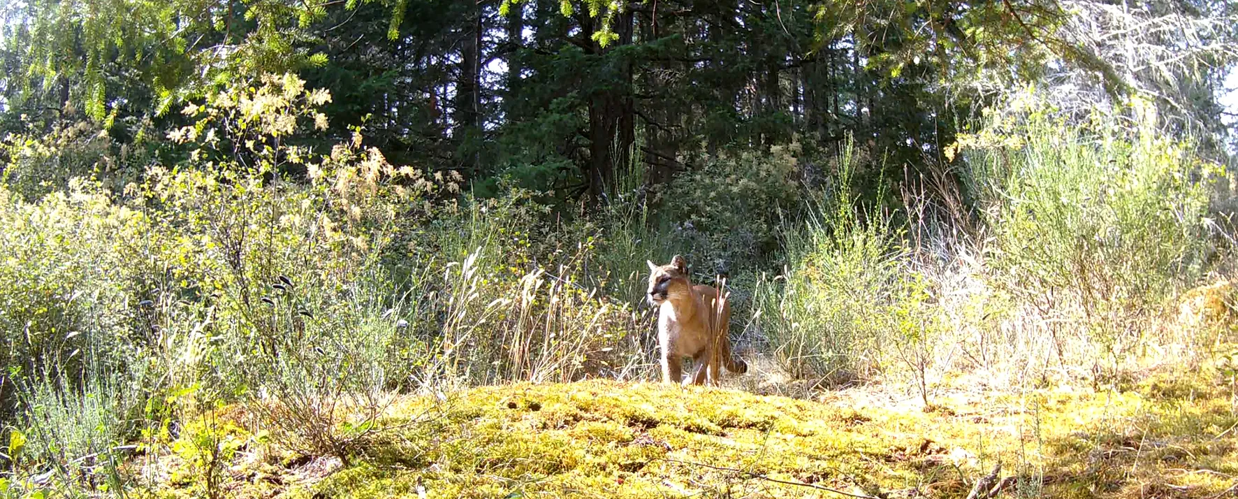 A cougar standing in sunlit grass at the edge of a conifer forest, caught by a trail camera.
