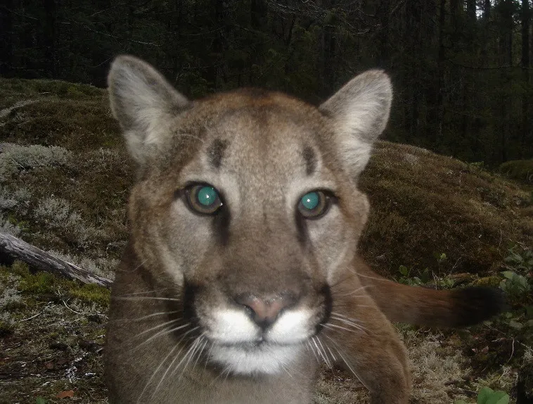A cougar's face close up, caught by a trail camera on a mossy forest floor.