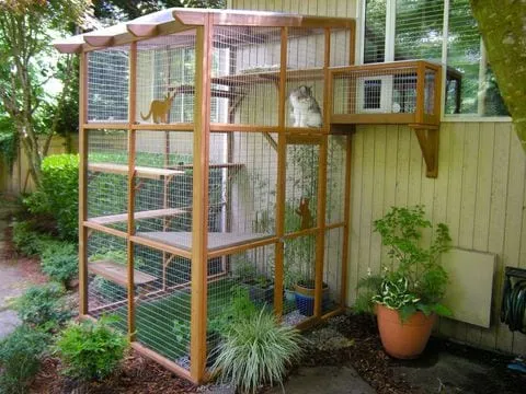 A catio: a wooden-framed, screened enclosure built against a house, with a cat inside.