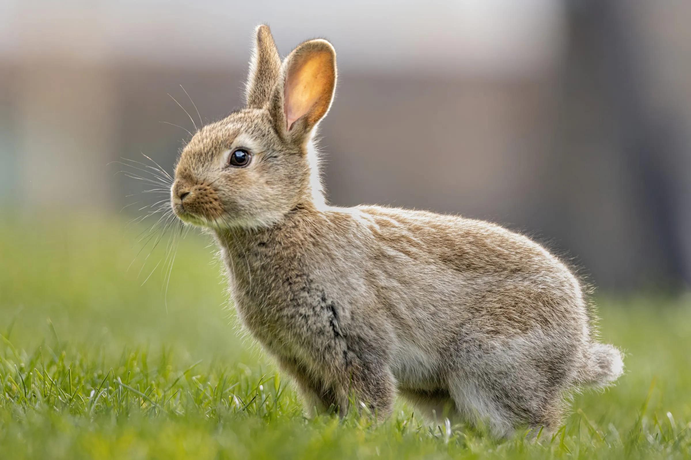 A young cottontail rabbit sitting upright on a lawn.