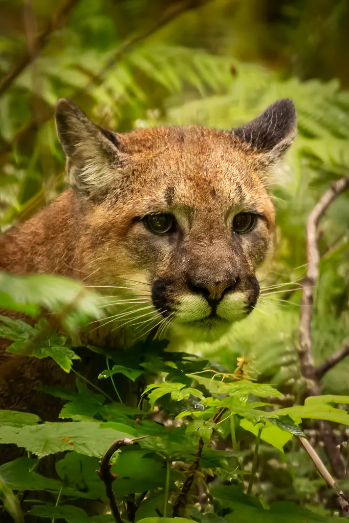 A cougar's face looking out from among ferns.