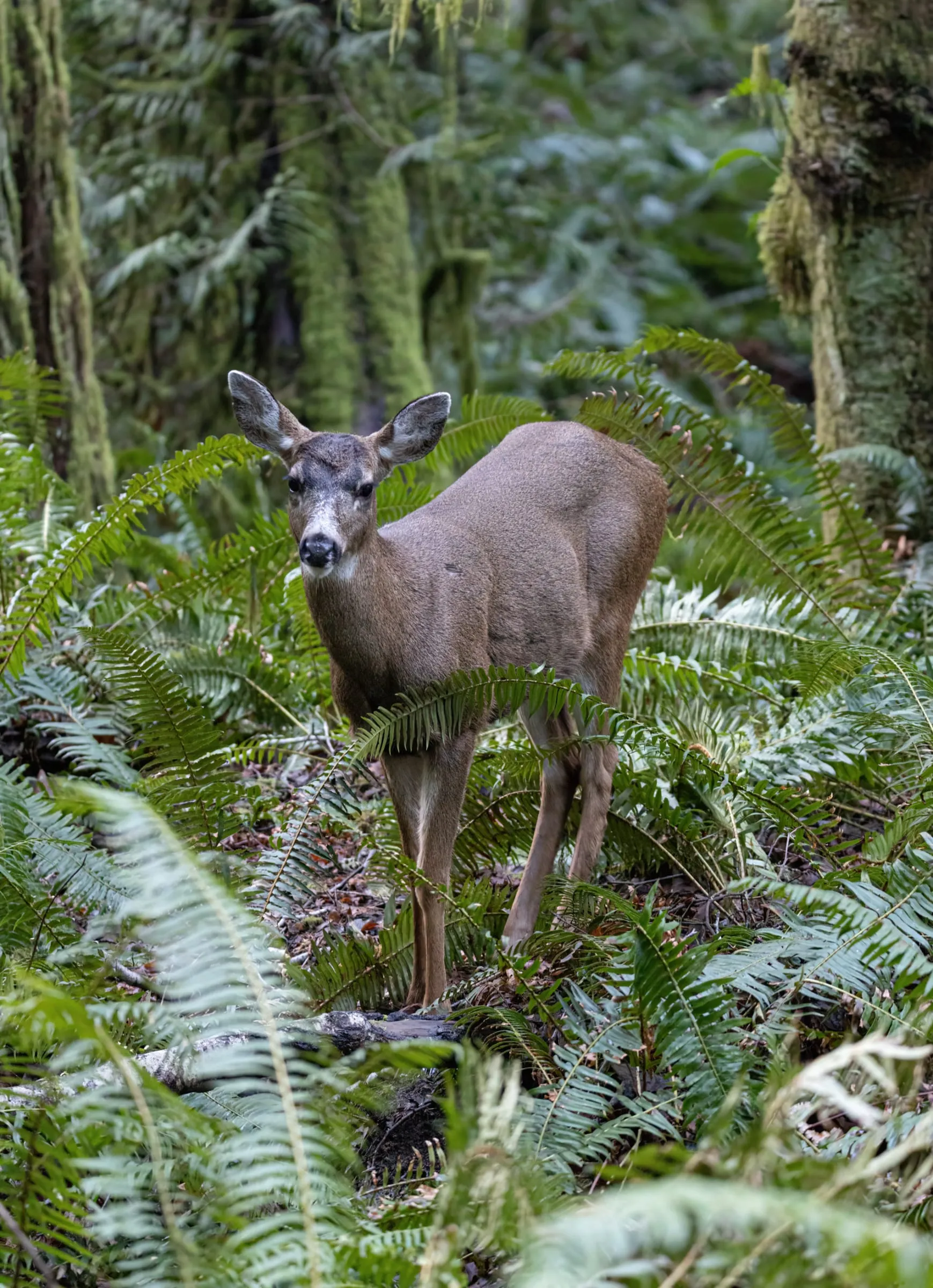 A black-tailed deer standing among sword ferns in a mossy forest.