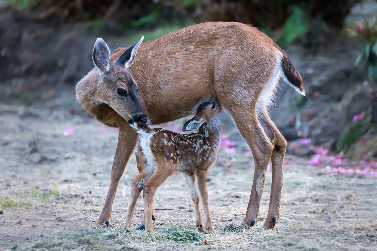 A doe bending her head to groom a spotted fawn nursing beneath her.