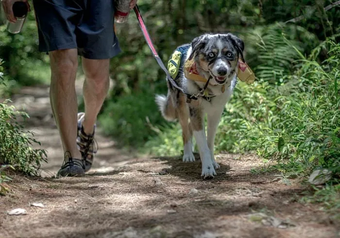 A dog in a harness walking on a leash beside its owner along a forest trail.