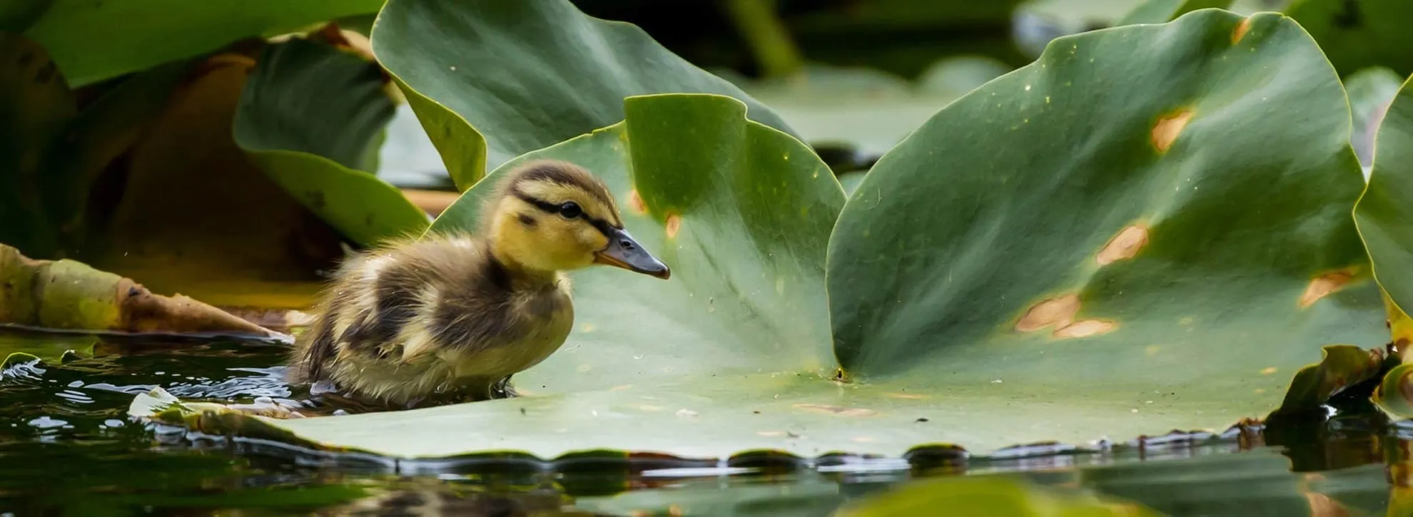A duckling resting on a lily pad among large green leaves.