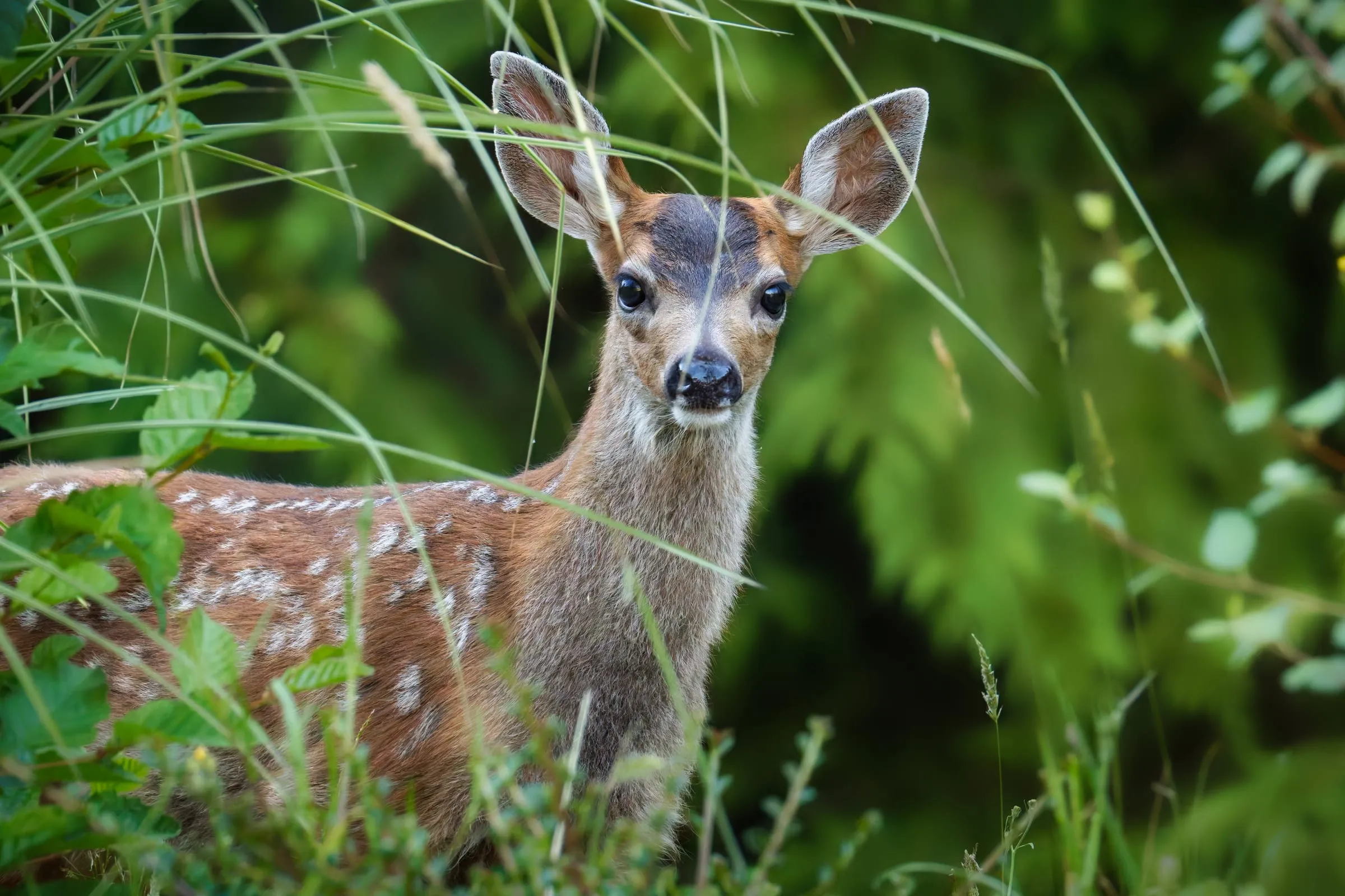 A spotted fawn peering out from tall grass, ears raised.