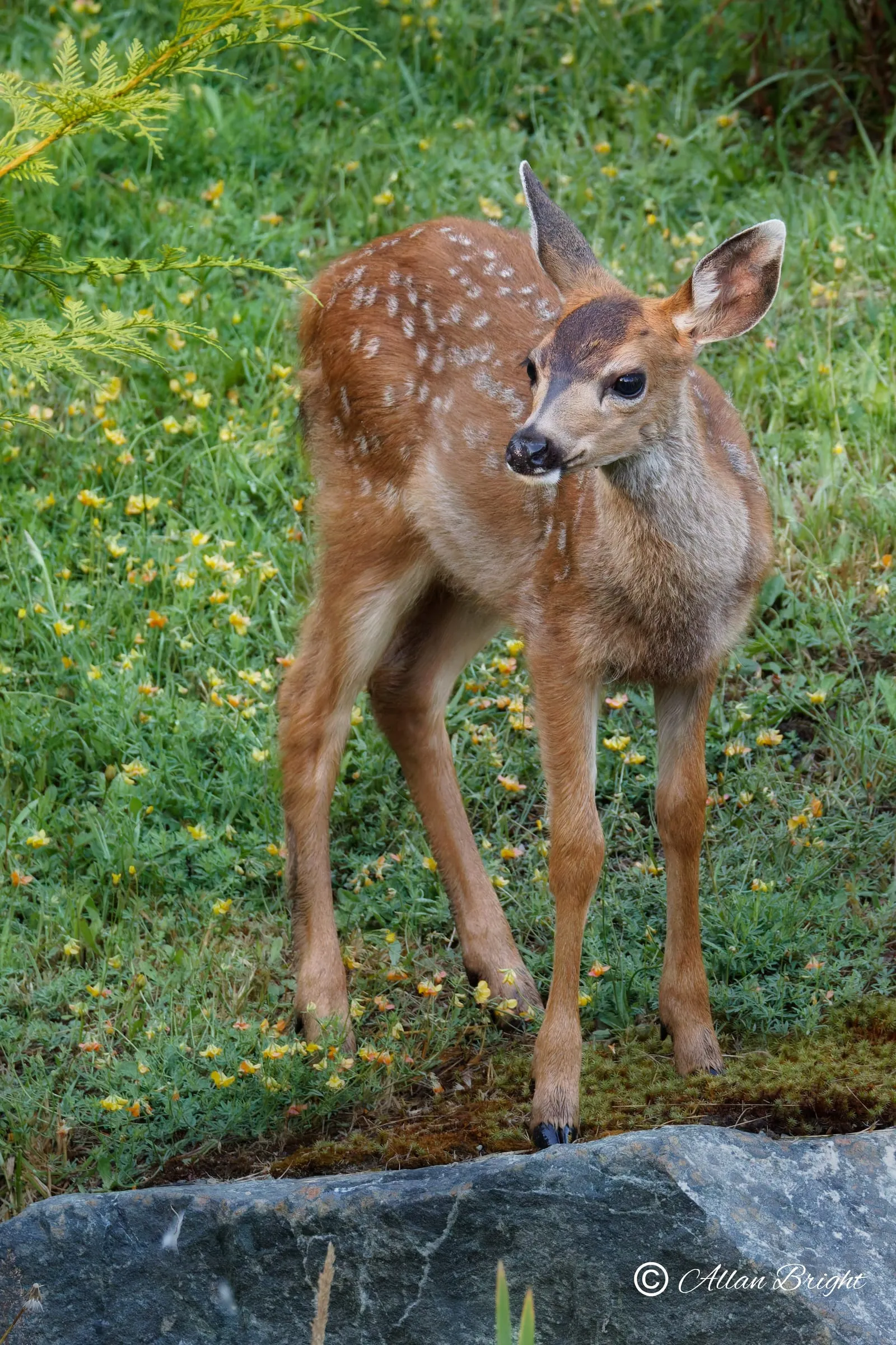 A spotted fawn standing in grass, looking back over its shoulder.