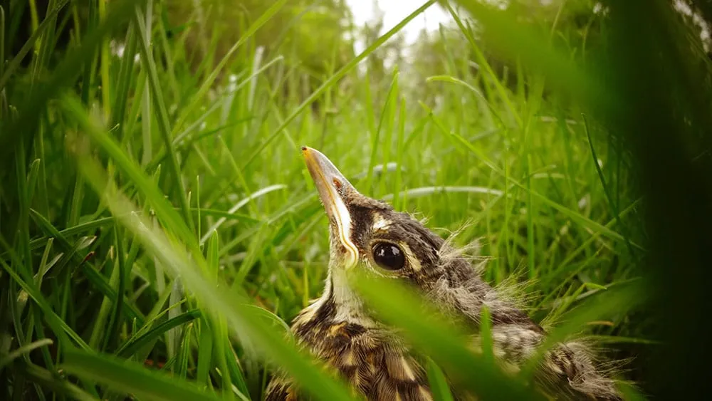 A fledgling bird sitting in long grass, looking up.
