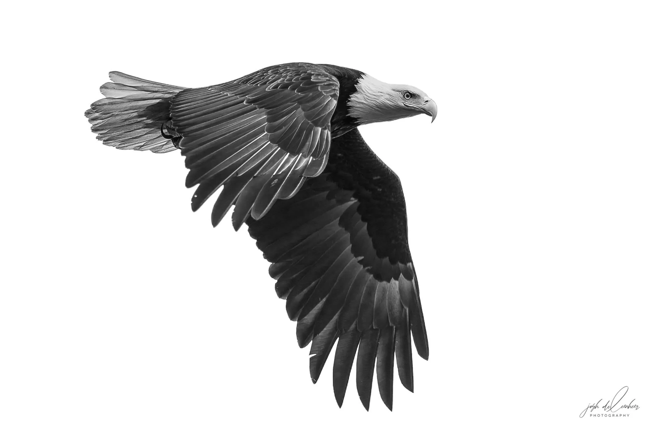A bald eagle in flight, wings raised, against a white background.
