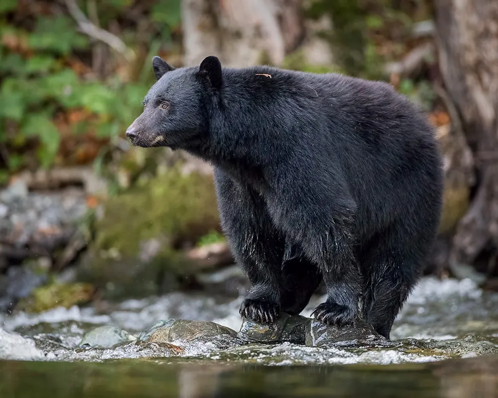 A black bear standing on rocks in a shallow forest creek.