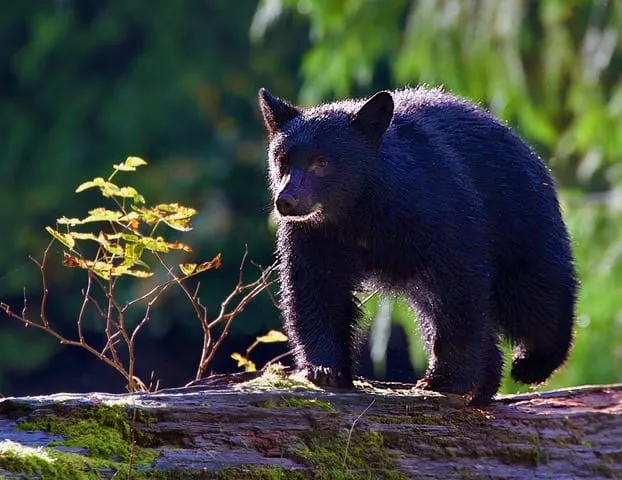 A black bear cub backlit by sun, standing on a mossy log.