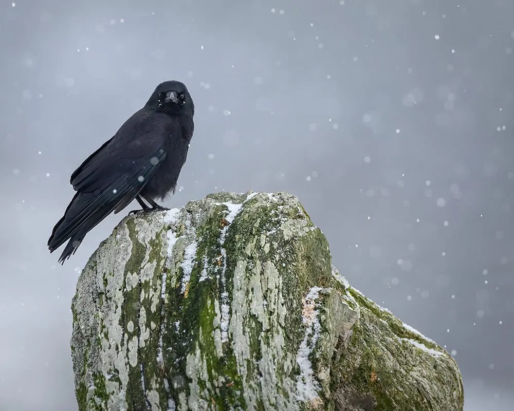 A crow perched on a moss-covered stump in falling snow.