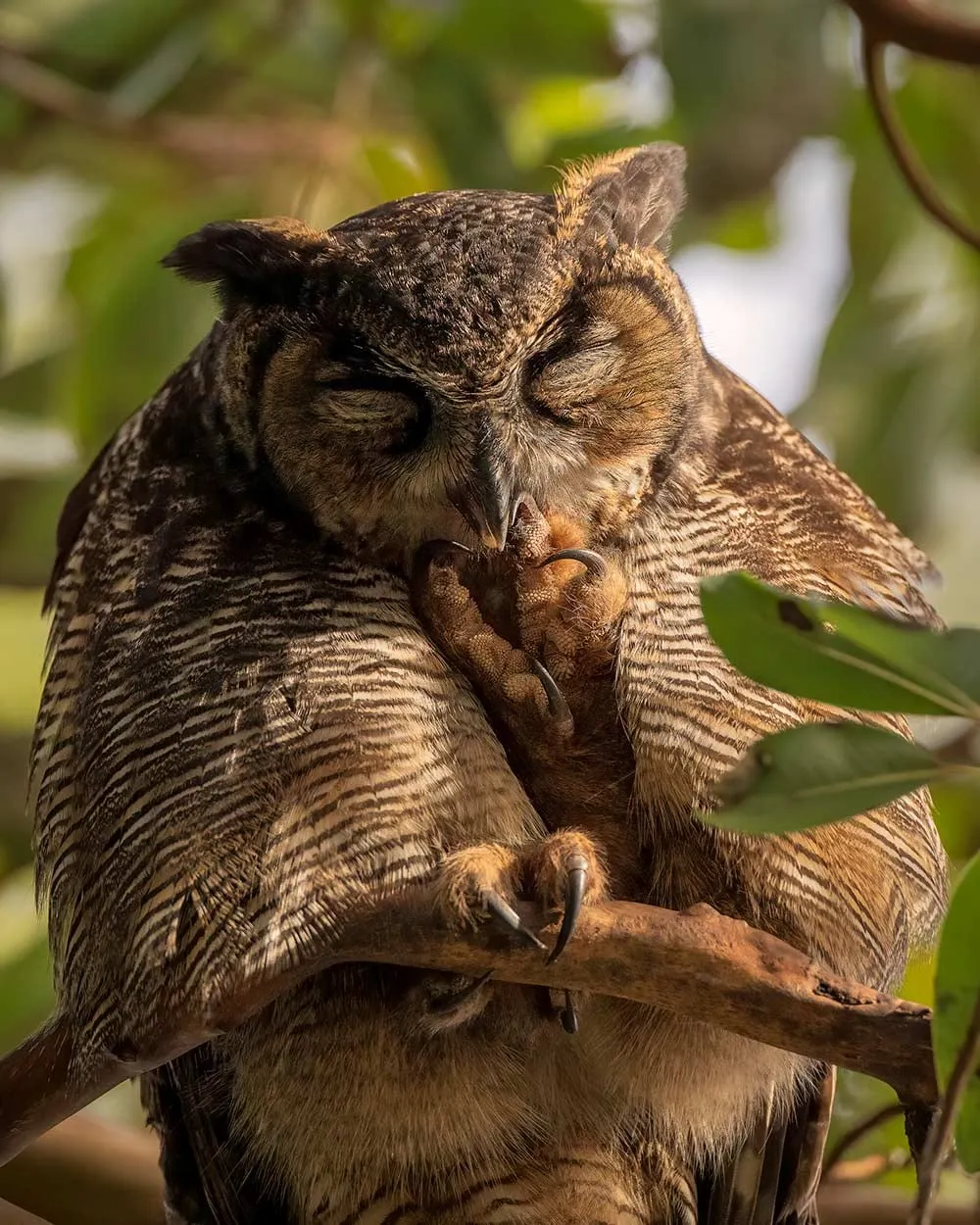 A great horned owl dozing on a branch, eyes closed.