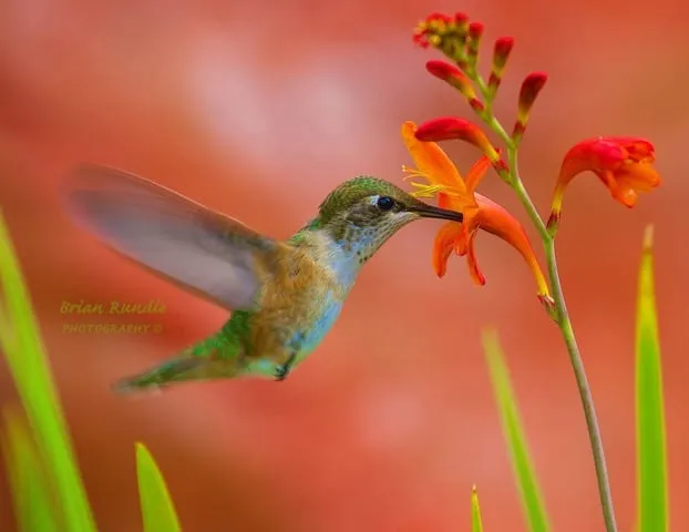 A rufous hummingbird hovering at a red crocosmia flower.