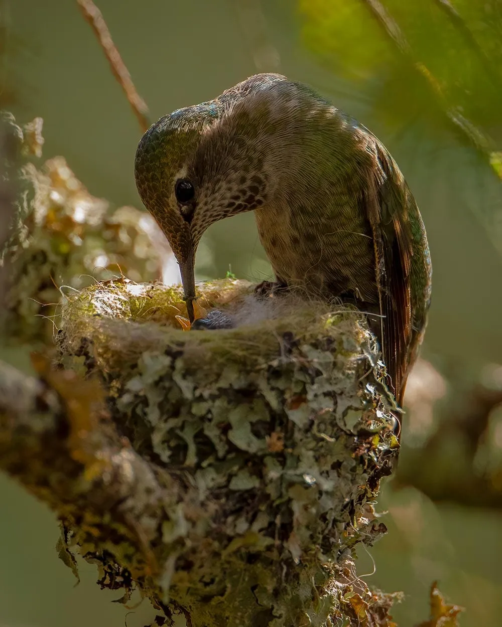 An Anna's hummingbird perched on the rim of its lichen-covered nest, feeding its chicks.