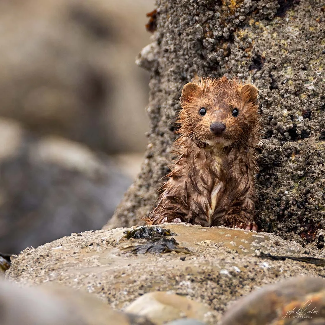 A wet mink peering out from between rocks.