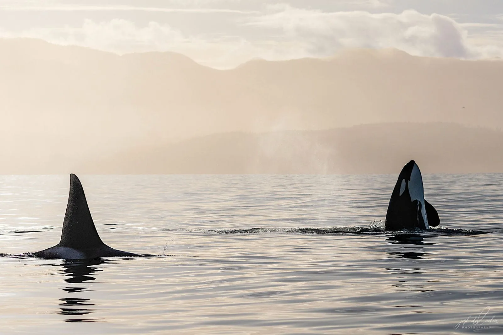 Two transient orcas surfacing in calm water, mountains faint in the haze behind.