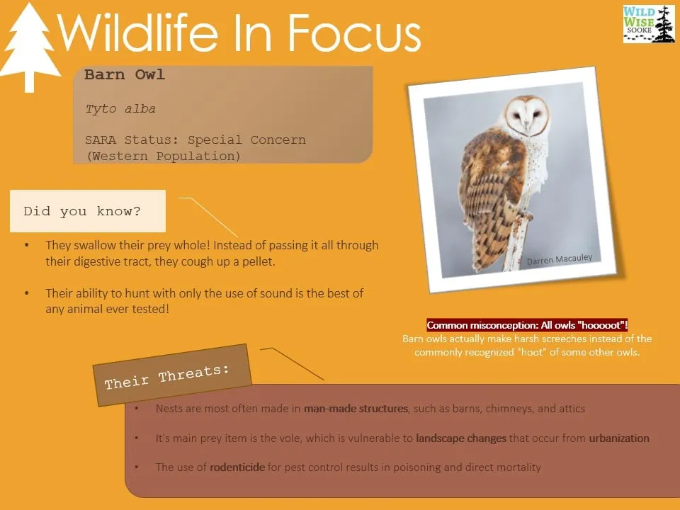 Wildlife in Focus poster on the barn owl, a species of special concern: how it hunts by sound, and the threat rodenticides pose to it.