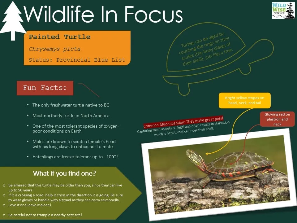 Wildlife in Focus poster on the painted turtle, a provincially blue-listed species: fun facts and what to do if you find one.