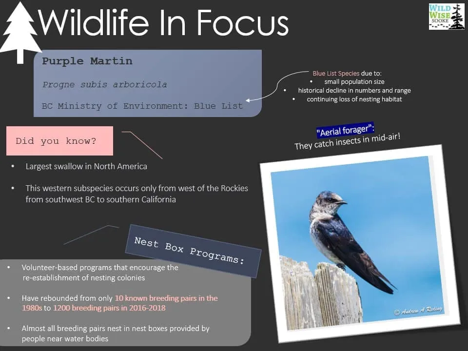 Wildlife in Focus poster on the purple martin, the largest swallow in North America, and the nest box programs that helped it recover.