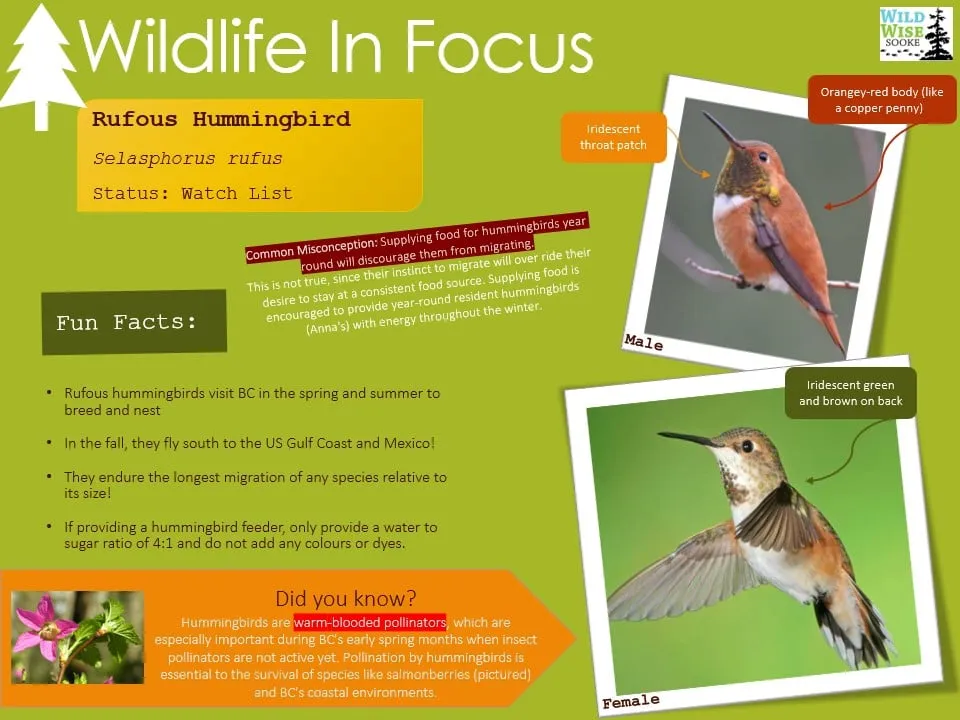 Wildlife in Focus poster on the rufous hummingbird: its long migration, male and female plumage, and how to keep a feeder safely.