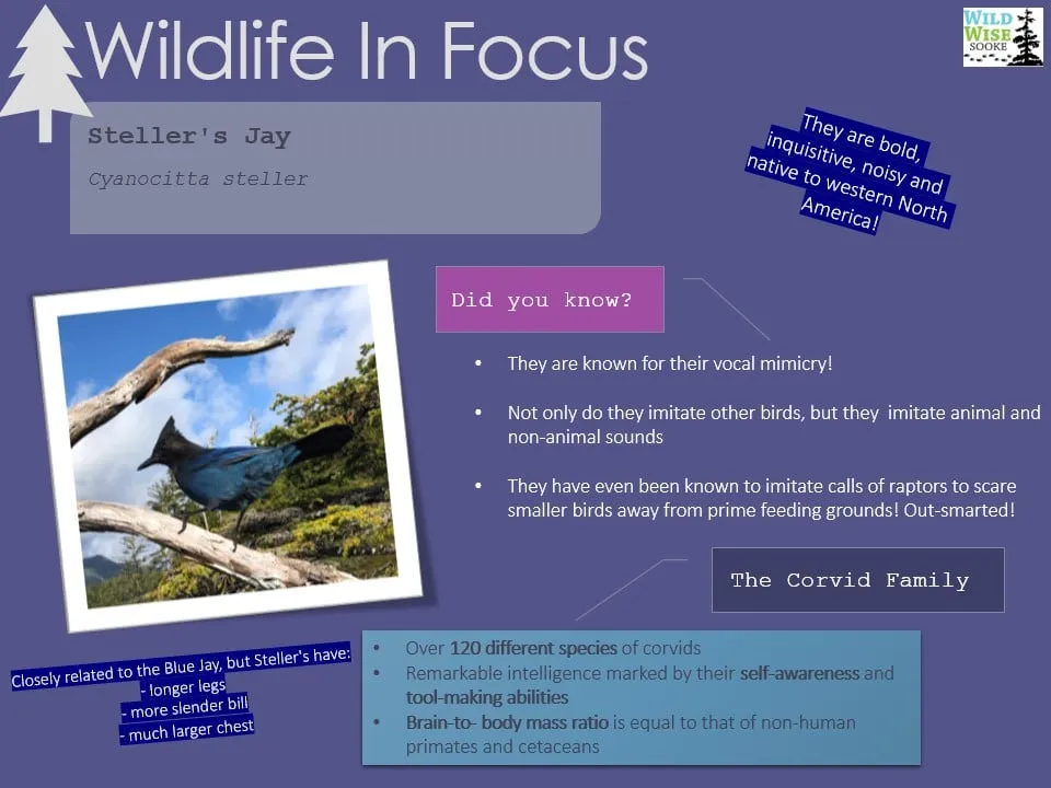 Wildlife in Focus poster on the Steller's jay, a bold, noisy corvid native to western North America: its vocal mimicry and intelligence.