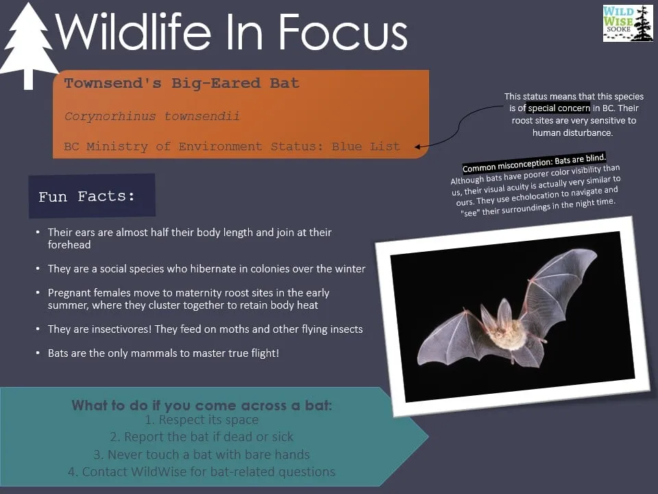 Wildlife in Focus poster on Townsend's big-eared bat, a blue-listed species: fun facts, and what to do if you come across a bat.