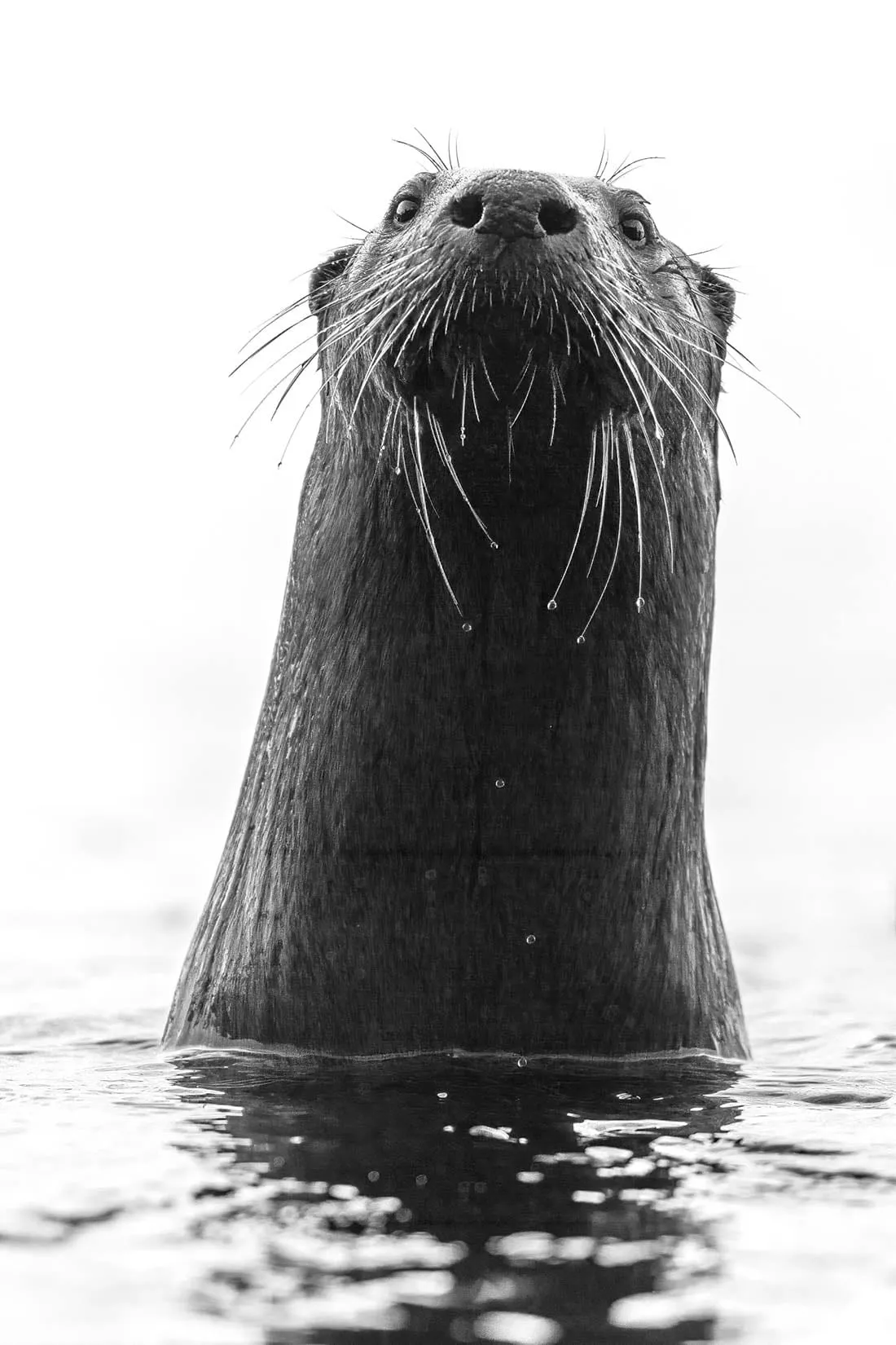 A river otter raising its head out of the water, whiskers spread. Black and white.