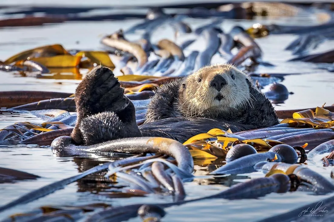 Sea otters floating on their backs among kelp.
