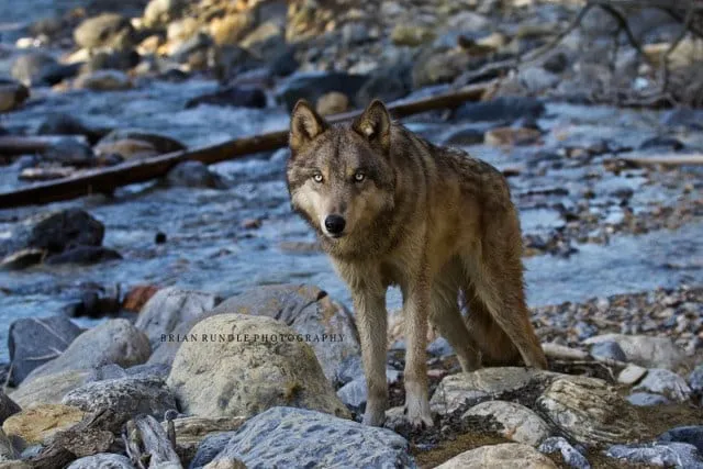 A grey wolf standing in a rocky creek bed, looking at the camera.
