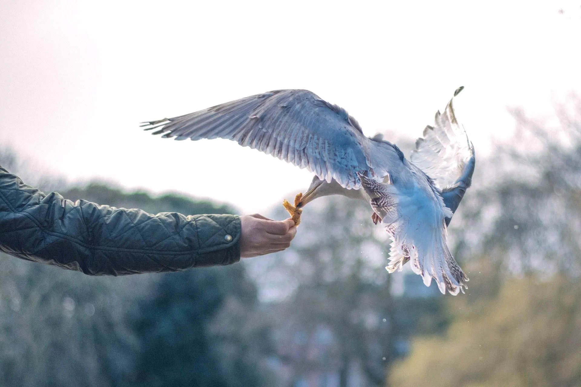 A gull swooping in to take food from a person's outstretched hand.