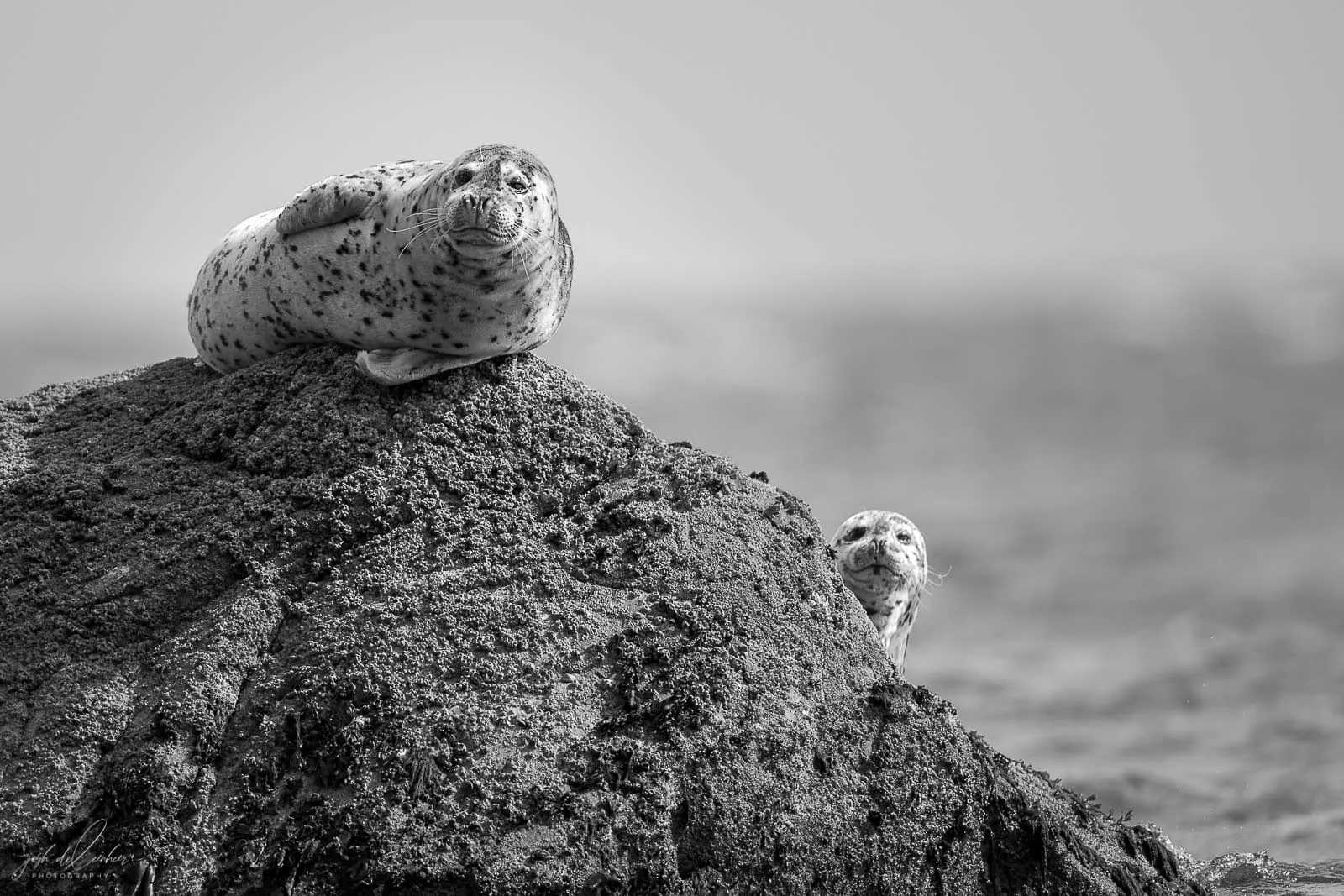 A harbour seal hauled out on a rock above the sea, another seal's head just visible beside it. Black and white.