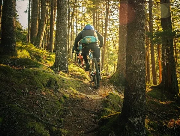 A mountain biker riding a forest trail through tall, sunlit trees.