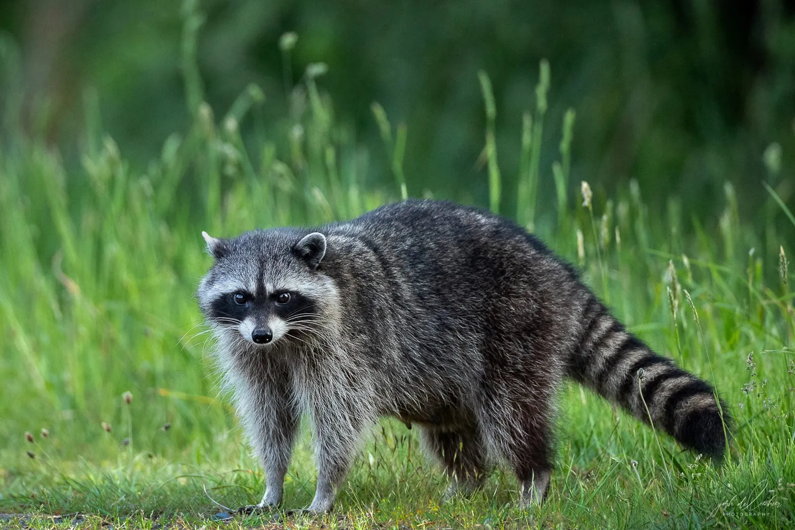 A raccoon standing in long green grass, looking toward the camera.
