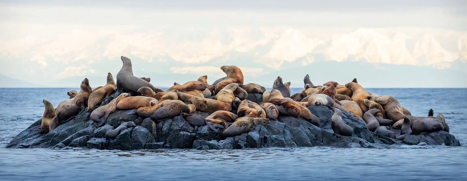 Sea lions crowded on a low rocky islet at Race Rocks.