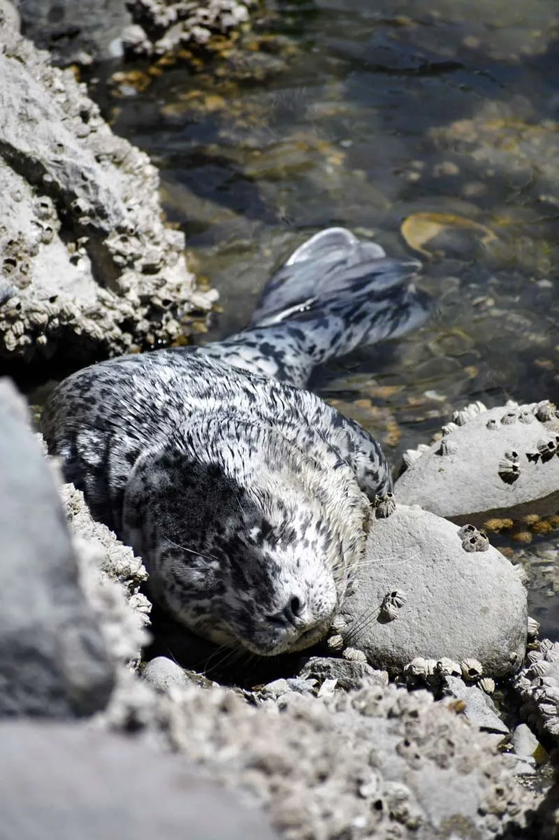 A harbour seal pup lying among barnacled rocks.