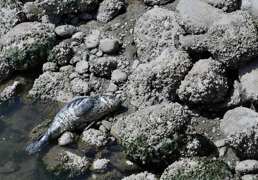 A harbour seal pup resting on rocks at the edge of the water.